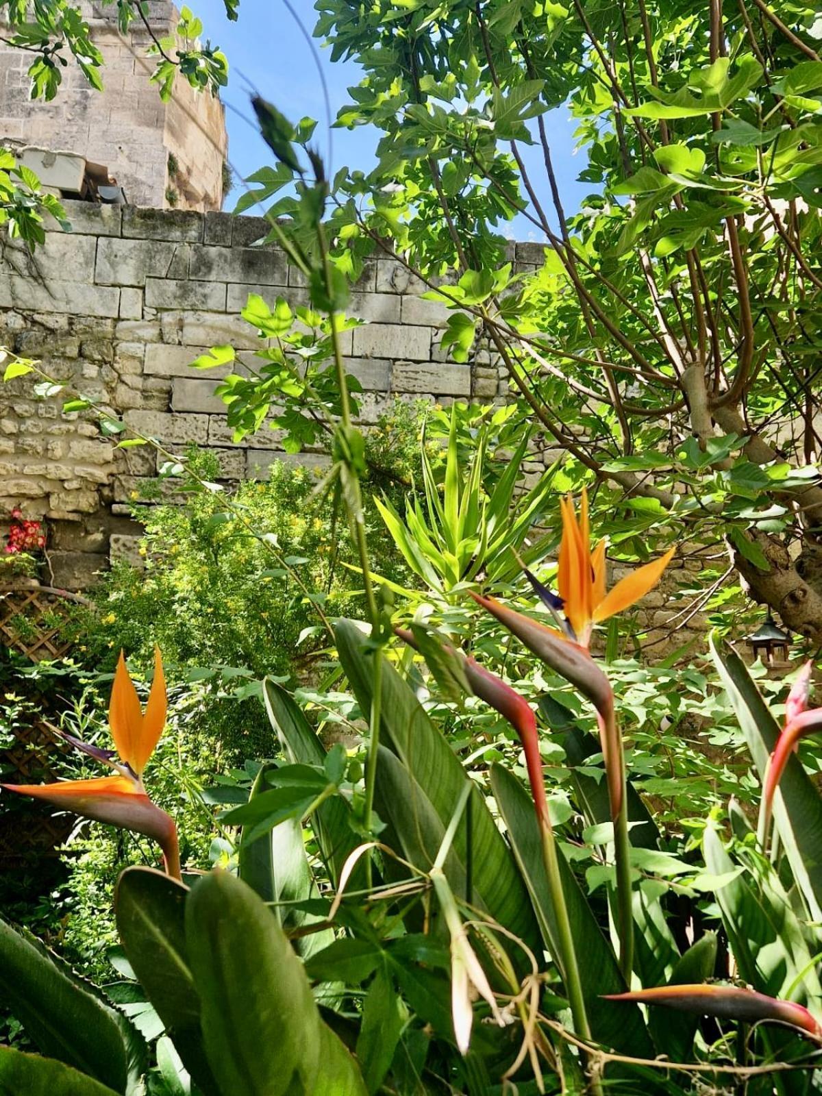 Capucines, Un Jardin Secret Dans Le Centre Historique Apartment Arles Exterior photo